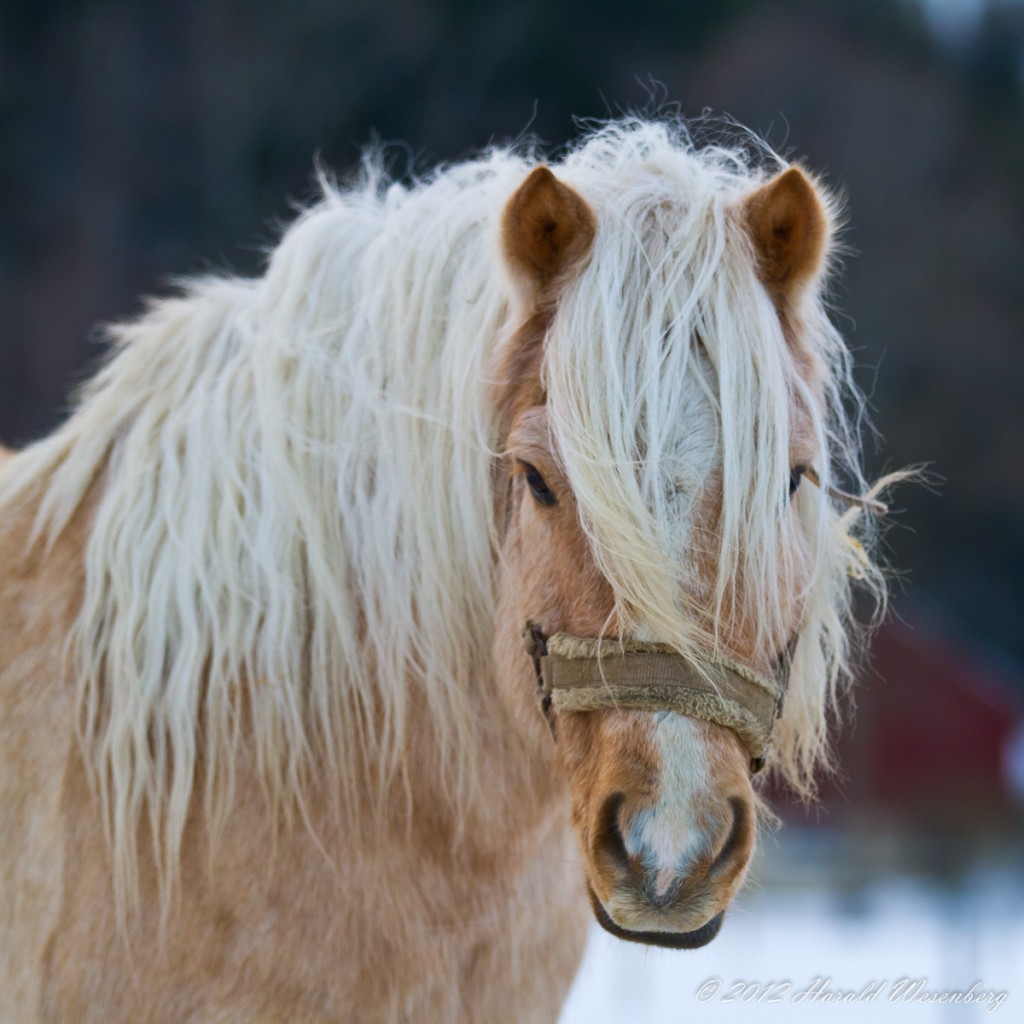 The horse Stinor, a Norwegian breed intended to be outside year round