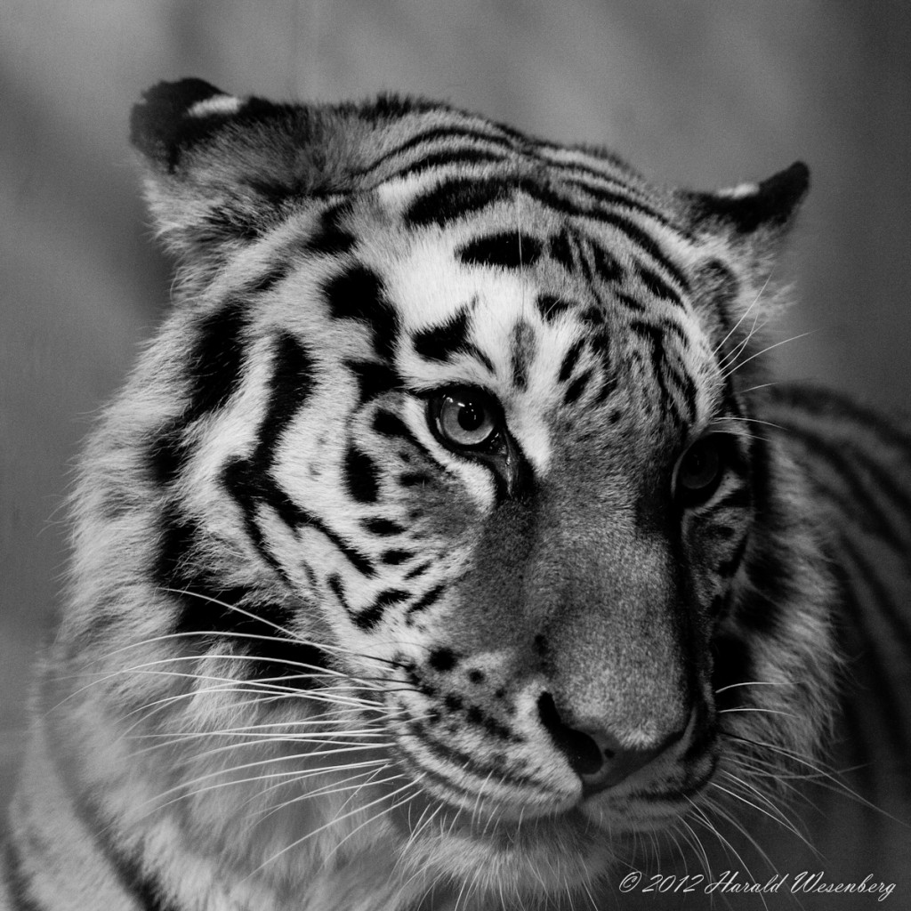 A siberian female tiger
