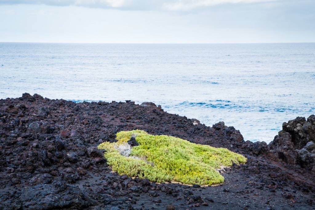 Small pockets of vegetaion