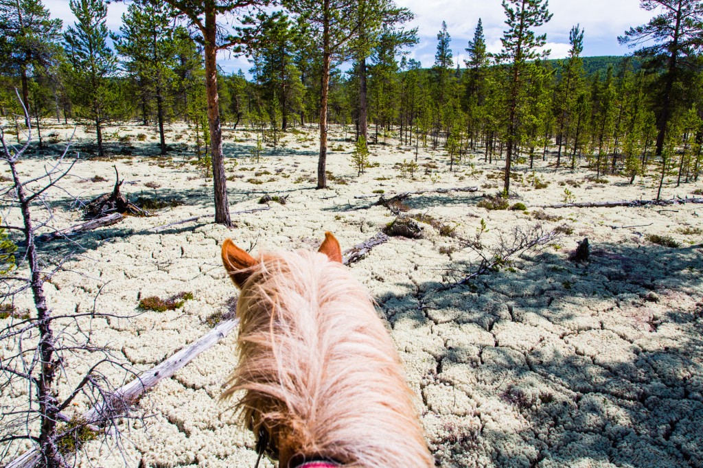 Riding in Grimsdalen