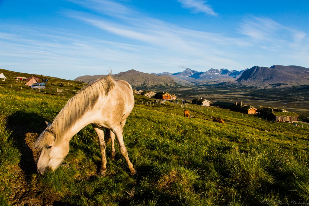 A formerly white horse