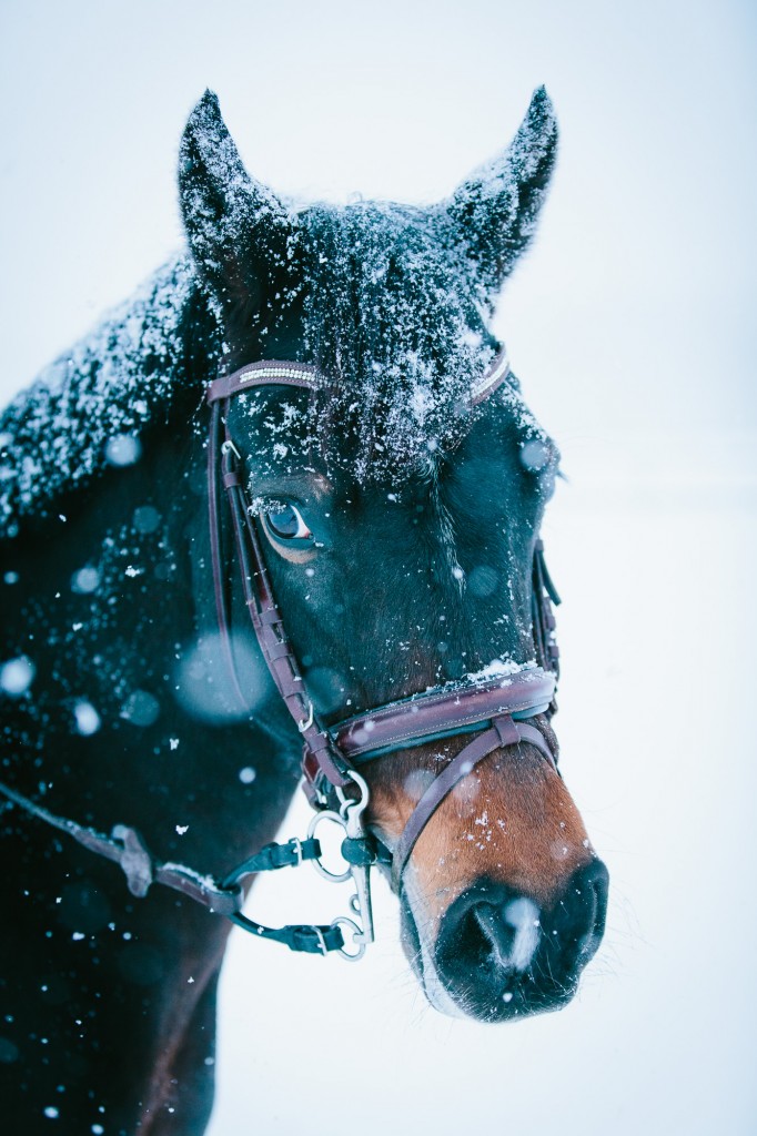 A happy horse in the snow...